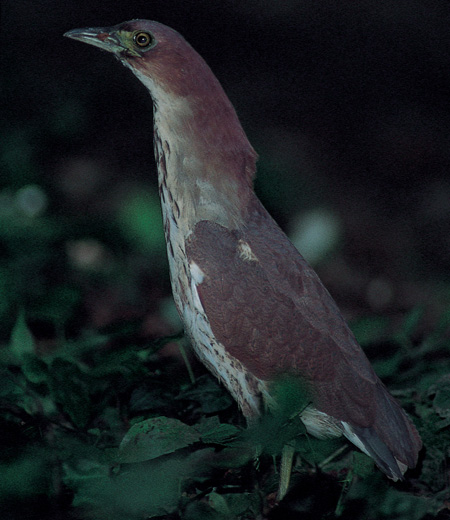 Gorsakius goisagi (Japanese Night Heron)