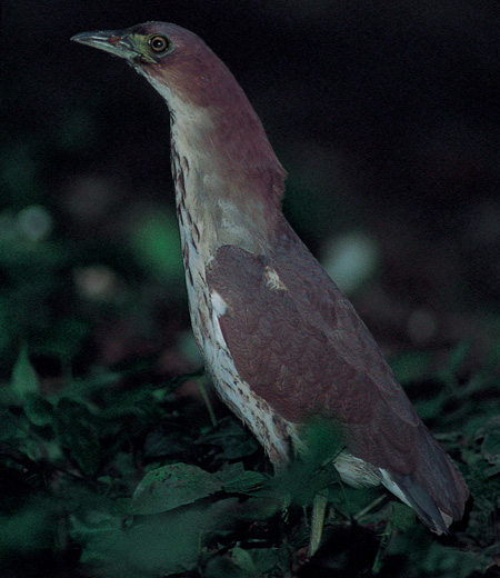 Gorsakius goisagi (Le Bihoreau goisagi)