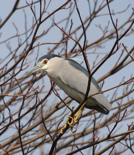 Nycticorax nycticorax (Le Bihoreau gris, ou Héron bihoreau)