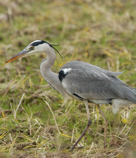 Ardea cinerea (Grey Heron)