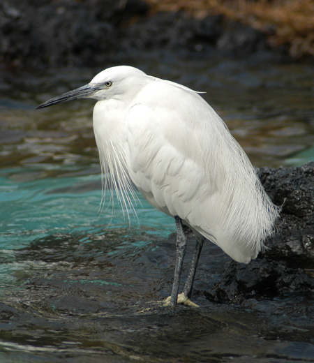 Egretta garzetta (L’Aigrette garzette)