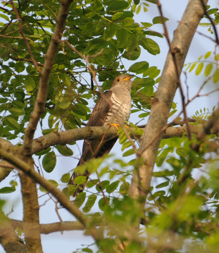 Cuculus poliocephalus (Little Cuckoo)