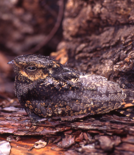 Caprimulgus indicus (Jungle Nightjar)