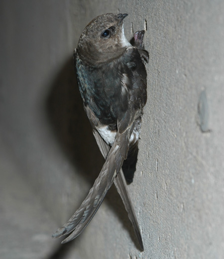 Apus affinis (House Swift)