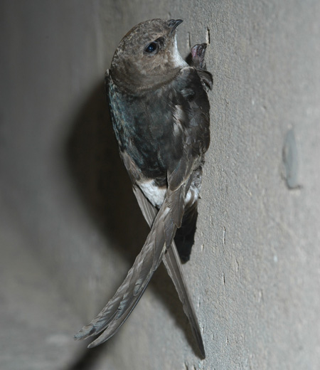 Apus nipalensis (Le Martinet malais)