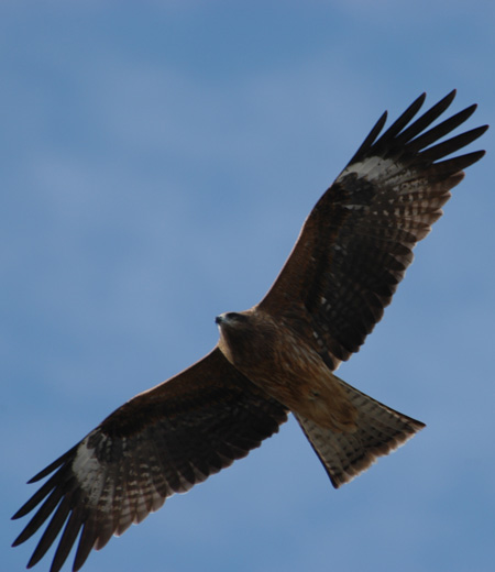 Milvus migrans (Black Kite)