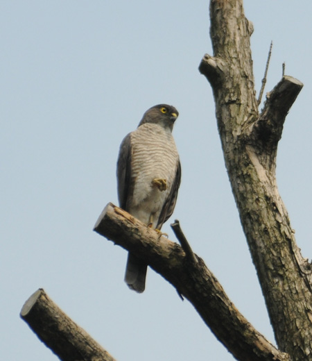 Accipiter gularis (Japanese Lesser Sparrow Hawk)
