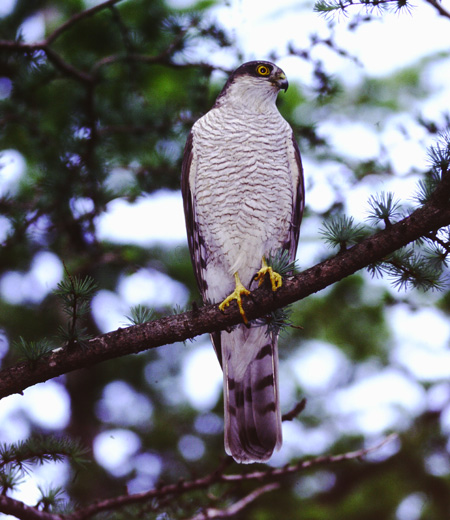 Accipiter nisus (L’Épervier d’Europe )