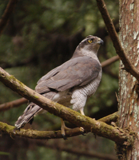 Accipiter gentilis (Goshawk)