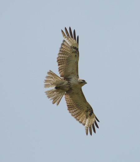 Buteo japonicus (La Buse d’Orient)