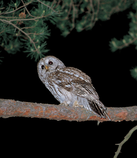 Strix uralensis (La Chouette de l’Oural)