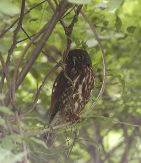 Ninox scutulata (Brown Hawk Owl)