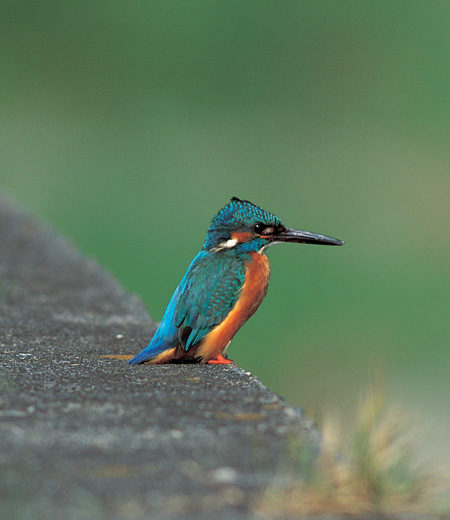 Alcedo atthis (Kingfisher)