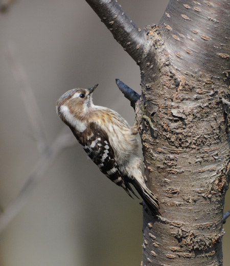 Dendrocopos kizuki (Japanese Pygmy Woodpecker)