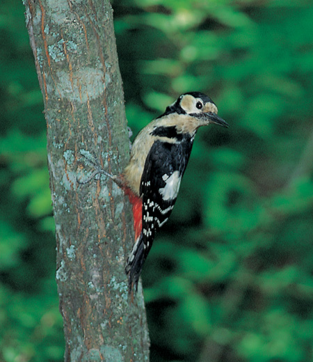 Dendrocopos major (Great Spotted woodpecker)
