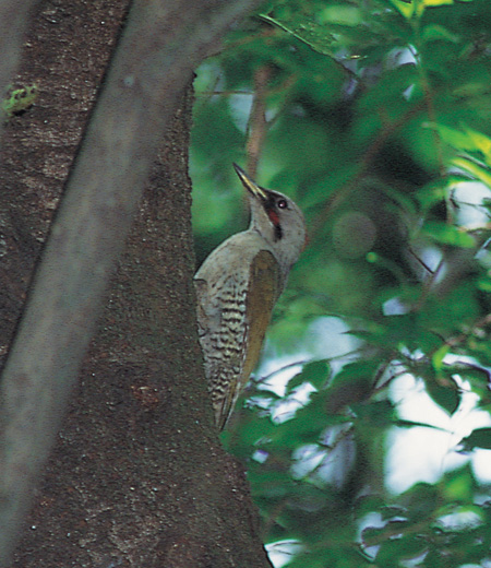 Picus awokera (Japanese Green Woodpecker)
