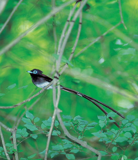 Terpsiphone atrocaudata (Black Paradise Flycatcher)