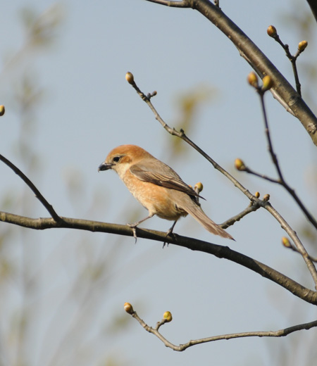 Lanius bucephalus (La Pie-grièche bucéphale)