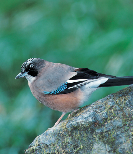 Garrulus glandarius (Jay)