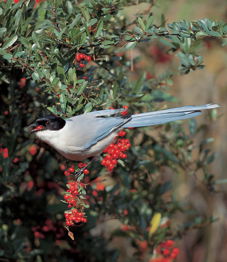 Cyanopica cyana (Azure-winged Magpie)