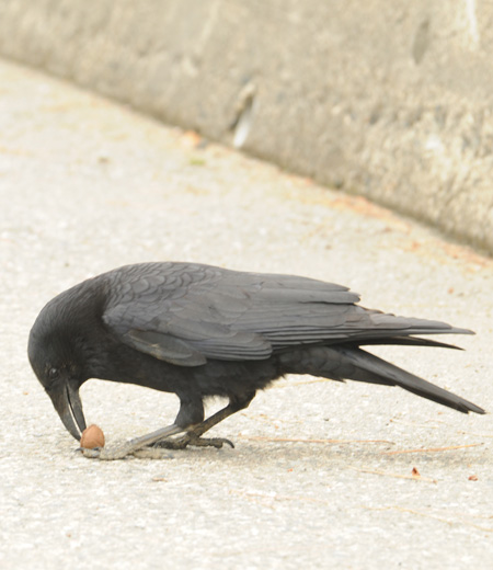 Carrion crow (Corvus Corone)