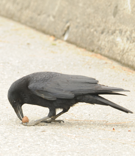 กาชนิดที่กินซากเน่า ชื่อญี่ปุ่น “Hashibosokukarasu “