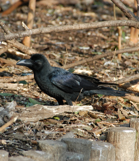 Corvus macrorhynchos (Le Corbeau à gros bec)