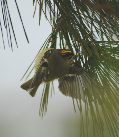 Regulus regulus (Goldcrest)