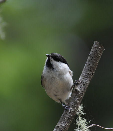 Parus montanus (La Mésange boréale)