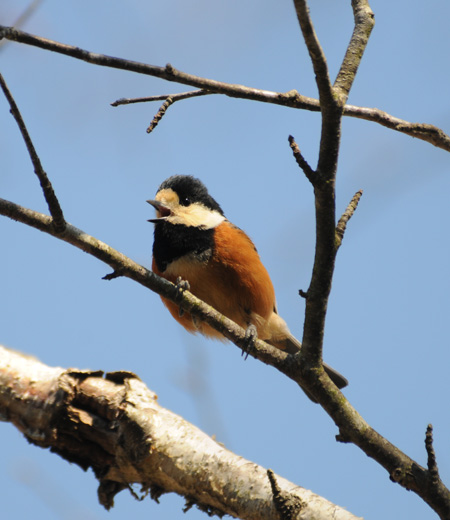 Parus varius (Varied Tit)