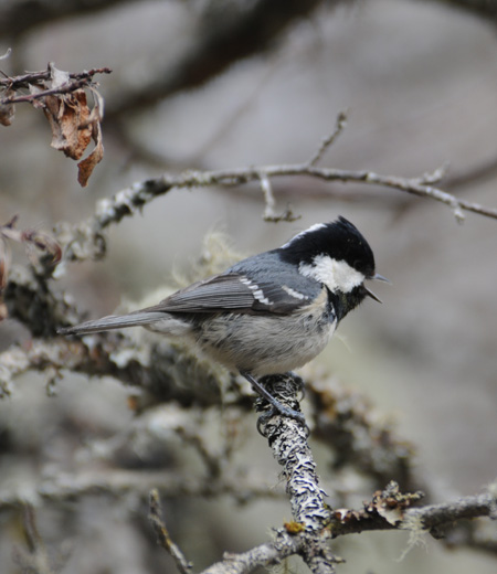 Periparus ater insularis