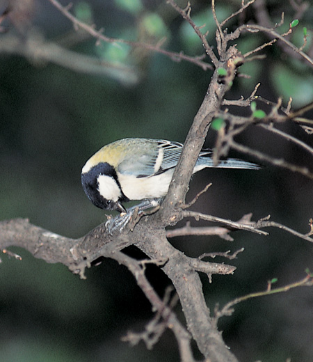 Parus minor