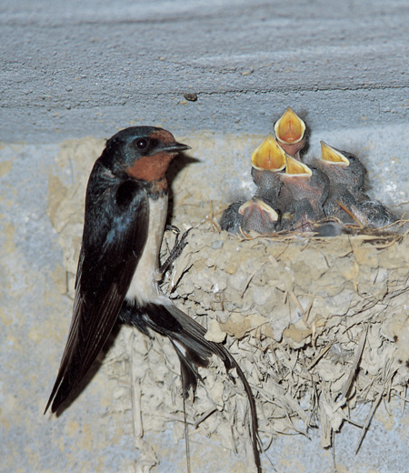 Hirundo rustica (L’Hirondelle rustique)