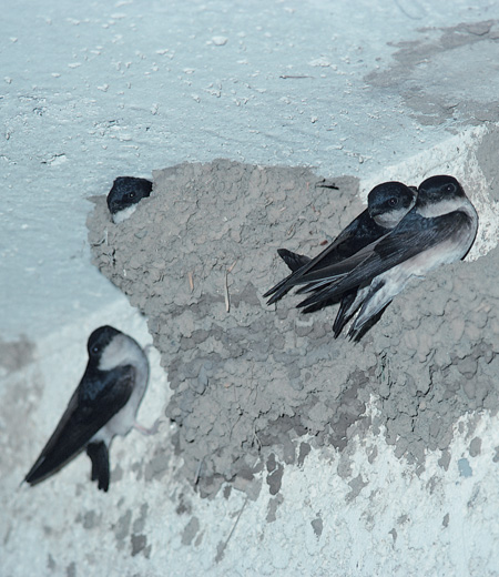 Delichon urbica (House Martin)