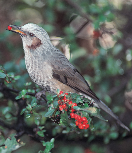 Hypsipetes amaurotis (Le Bulbul à oreillons bruns)