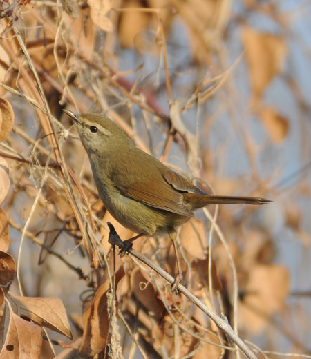 Cettia diphone (Bush Warbler)