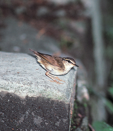 鳞头树莺