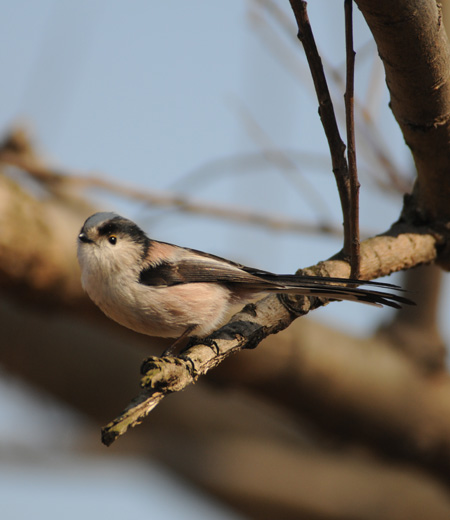 Aegithalos caudatus (Long-tailed Tit)