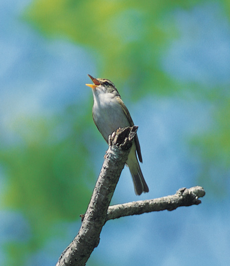 Phylloscopus occipitalis (Crowned Willow Warbler)