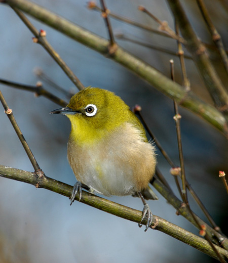 Zosterops japonica (Japanese White-eye)