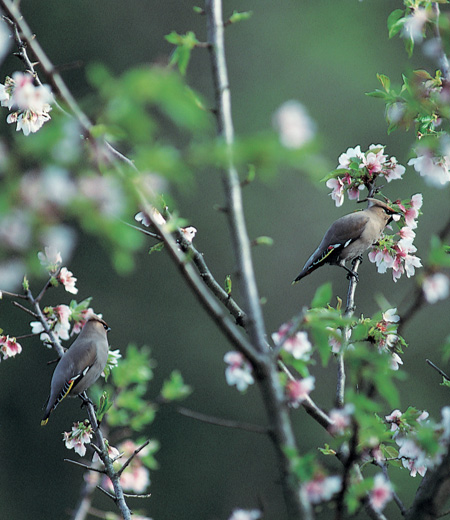 Bombycilla garrulus (Le Jaseur boréal)