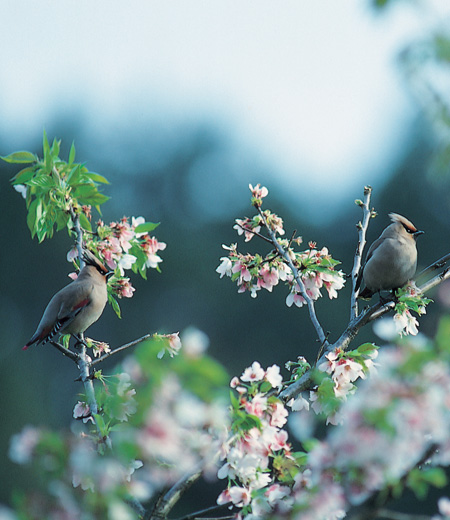 Bombycilla japonica (Japanese Waxwing)