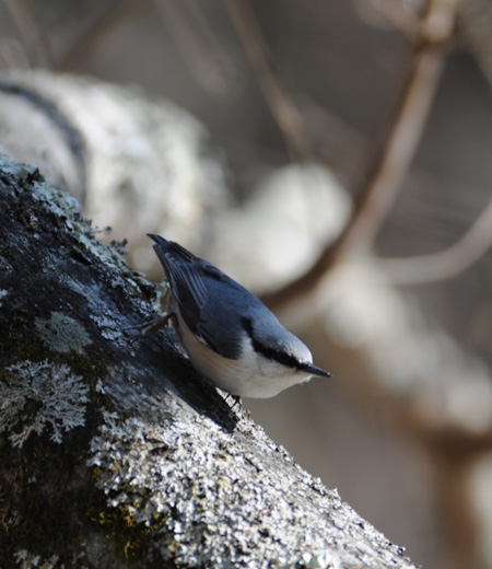 Sitta europaea (La Sittelle torchepot)