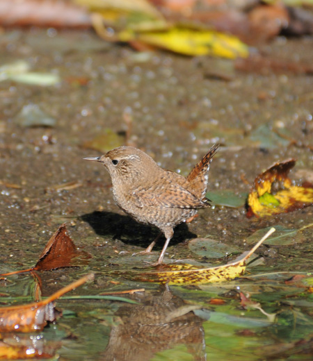 Troglodytes troglodytes (Le Troglodyte mignon)