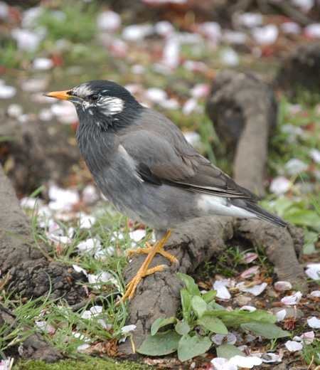 Sturnus cineraceus