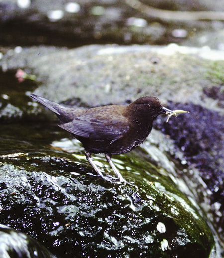 Cinclus pallasii (Brown Dipper)