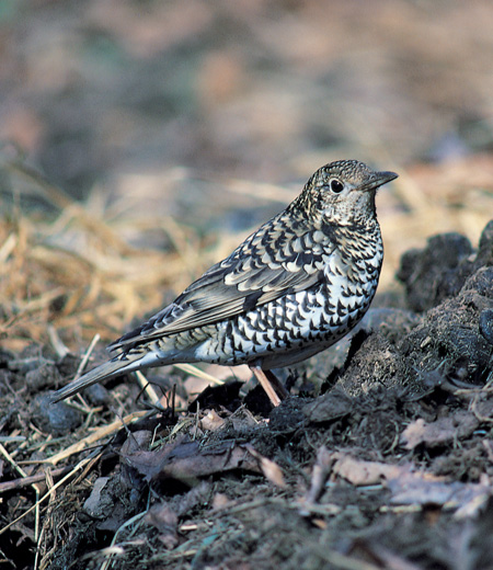 Turdus dauma (White’s ground thrush)