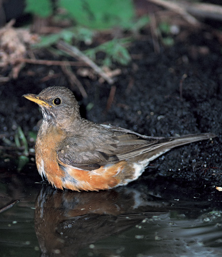 Turdus chrysolaus (Le Merle à flancs roux)