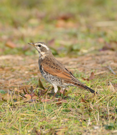 Turdus naumanni (La Grive de Naumann)