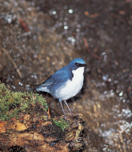 Luscinia cyane (Le Rossignol bleu)